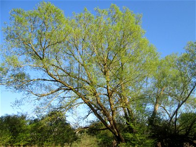 Silberweide (Salix alba) im Güdinger Allmet