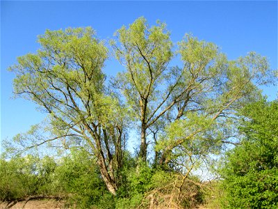 Silberweide (Salix alba) im Güdinger Allmet