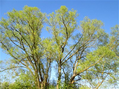Silberweide (Salix alba) im Güdinger Allmet