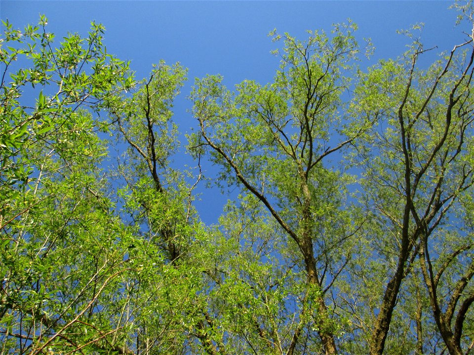 Silberweide (Salix alba) im Güdinger Allmet