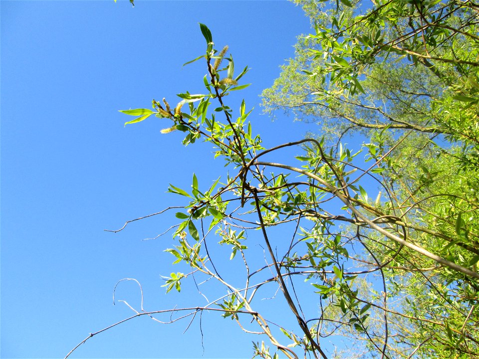 Silberweide (Salix alba) im Güdinger Allmet