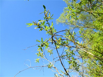 Silberweide (Salix alba) im Güdinger Allmet