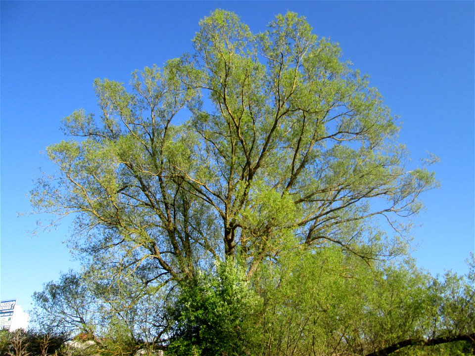 Silberweide (Salix alba) im Güdinger Allmet