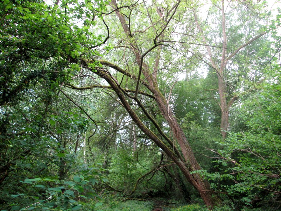 Silberweide (Salix alba) im Güdinger Allmet