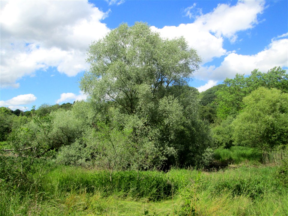 Silberweide (Salix alba) im Landschaftsschutzgebiet „Tabakmühlental - Oberster Weiher“ in Sankt Arnual