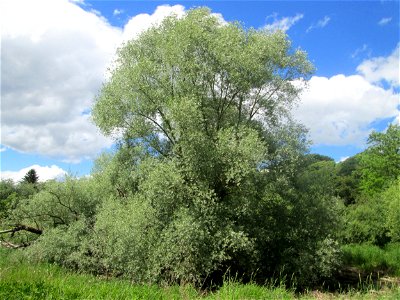 Silberweide (Salix alba) im Landschaftsschutzgebiet „Tabakmühlental - Oberster Weiher“ in Sankt Arnual
