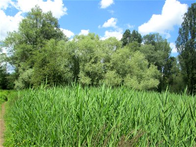 Silberweide (Salix alba) im Naturschutzgebiet „St. Arnualer Wiesen“