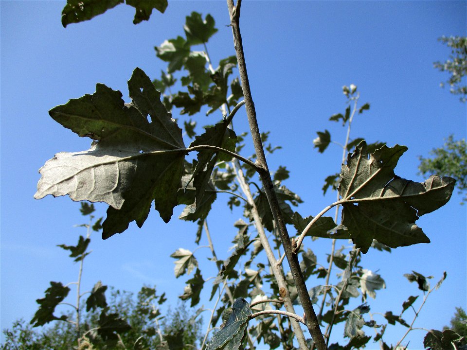 Junge Silberpappeln (Populus alba) im Naturschutzgebiet „St. Arnualer Wiesen“