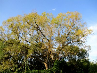 Silberweide (Salix alba) am Saarbach in Brebach