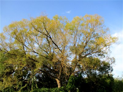 Silberweide (Salix alba) am Saarbach in Brebach photo