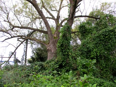 Silberweide (Salix alba) am Saarbach in Brebach photo