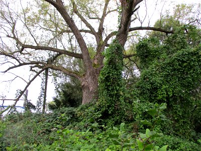Silberweide (Salix alba) am Saarbach in Brebach