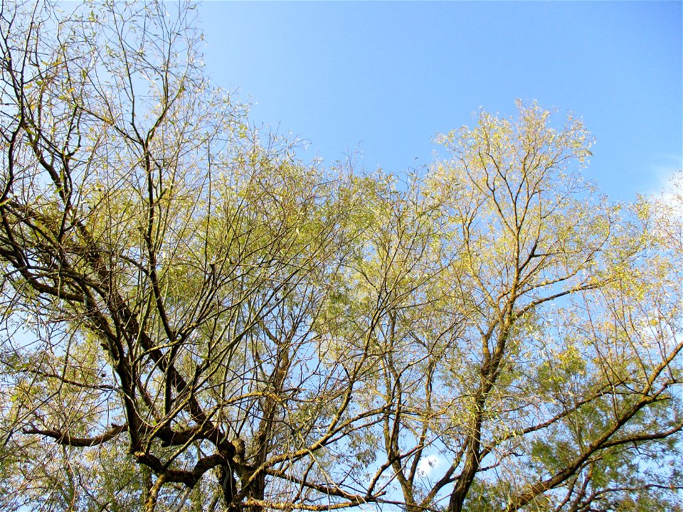 Silberweide (Salix alba) am Saarbach in Brebach