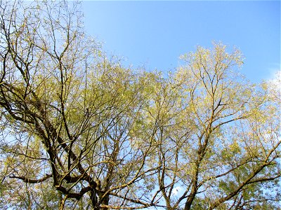 Silberweide (Salix alba) am Saarbach in Brebach