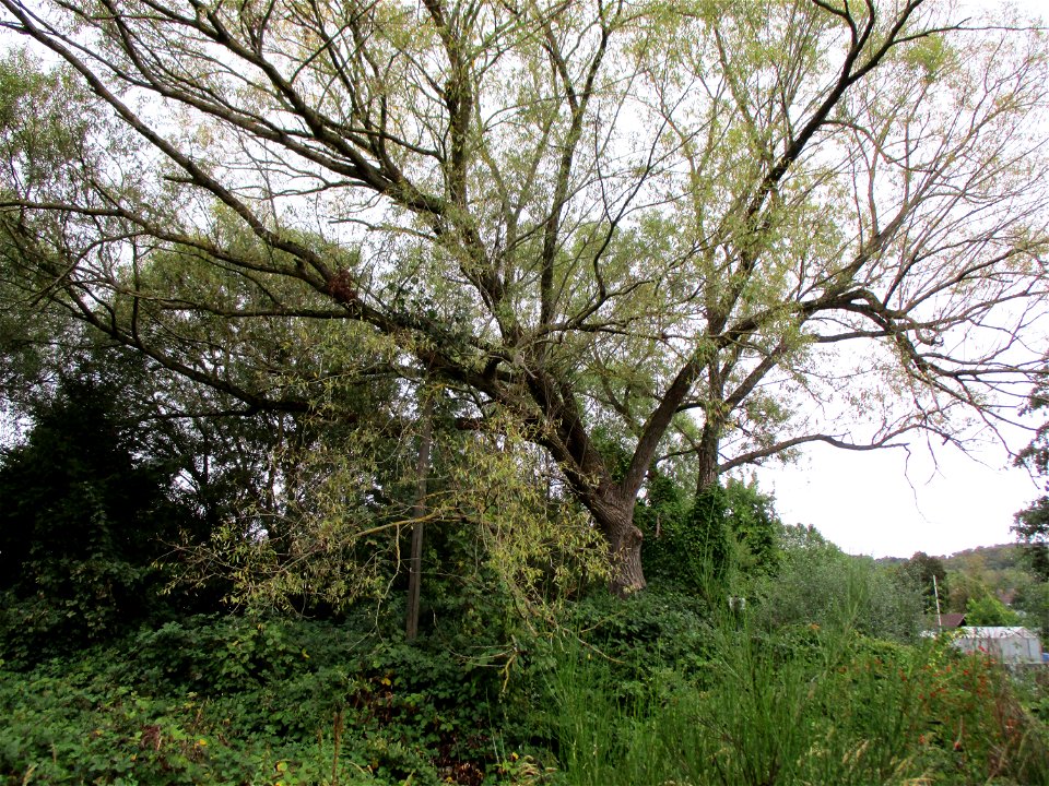 Silberweide (Salix alba) am Saarbach in Brebach