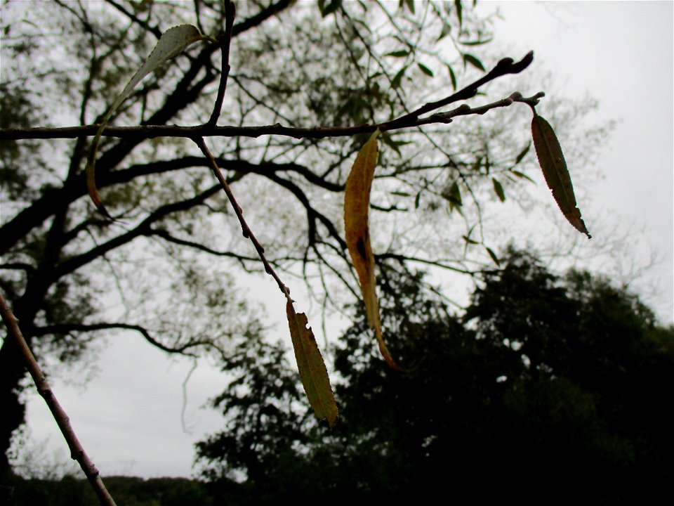 Silberweide (Salix alba) am Saarbach in Brebach