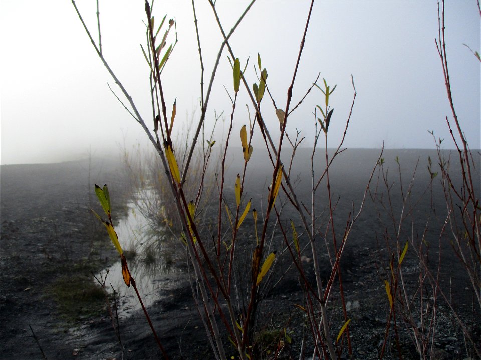 Junge Purpur-Weide (Salix purpurea) auf der Bergehalde Göttelborn