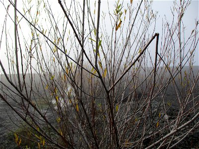 Junge Purpur-Weide (Salix purpurea) auf der Bergehalde Göttelborn