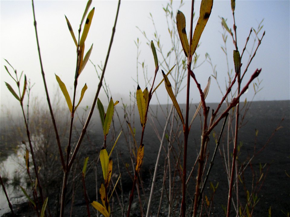Junge Purpur-Weide (Salix purpurea) auf der Bergehalde Göttelborn