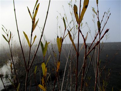 Junge Purpur-Weide (Salix purpurea) auf der Bergehalde Göttelborn