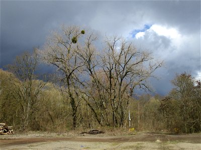Silberweide (Salix alba) auf einer Brachfläche der Halberger Hütte in Brebach photo