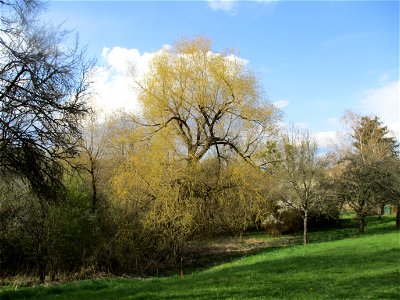 Silberweide (Salix alba) im Naturschutzgebiet „Birzberg, Honigsack/Kappelberghang“ photo