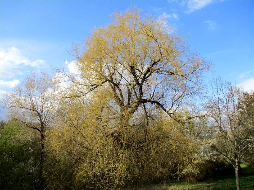 Silberweide (Salix alba) im Naturschutzgebiet „Birzberg, Honigsack/Kappelberghang“