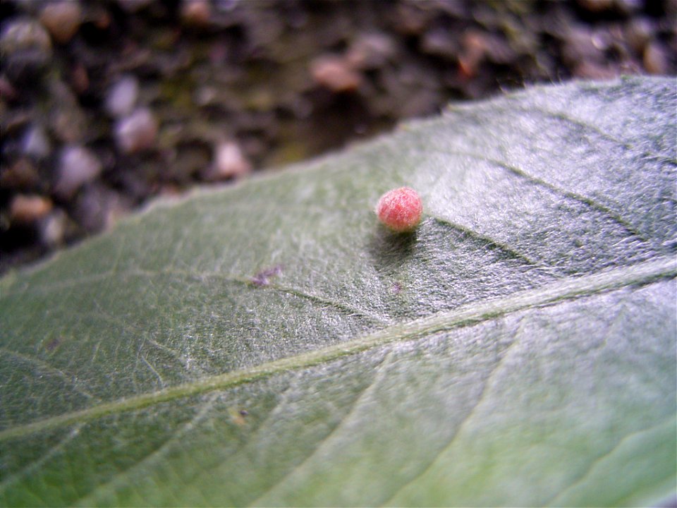 gall of Aculus tetanothrix on leaf of salix alba