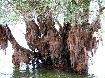 Aerial roots of willow on the lac d'Orient in Mesnil-Saint-Père (Aube, France).