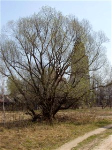 Salix alba, habitus. Russia, Ivanovo oblast, Savino district photo