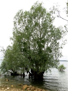 Willow with aerial roots on the lac d'Orient in Mesnil-Saint-Père (Aube, France).