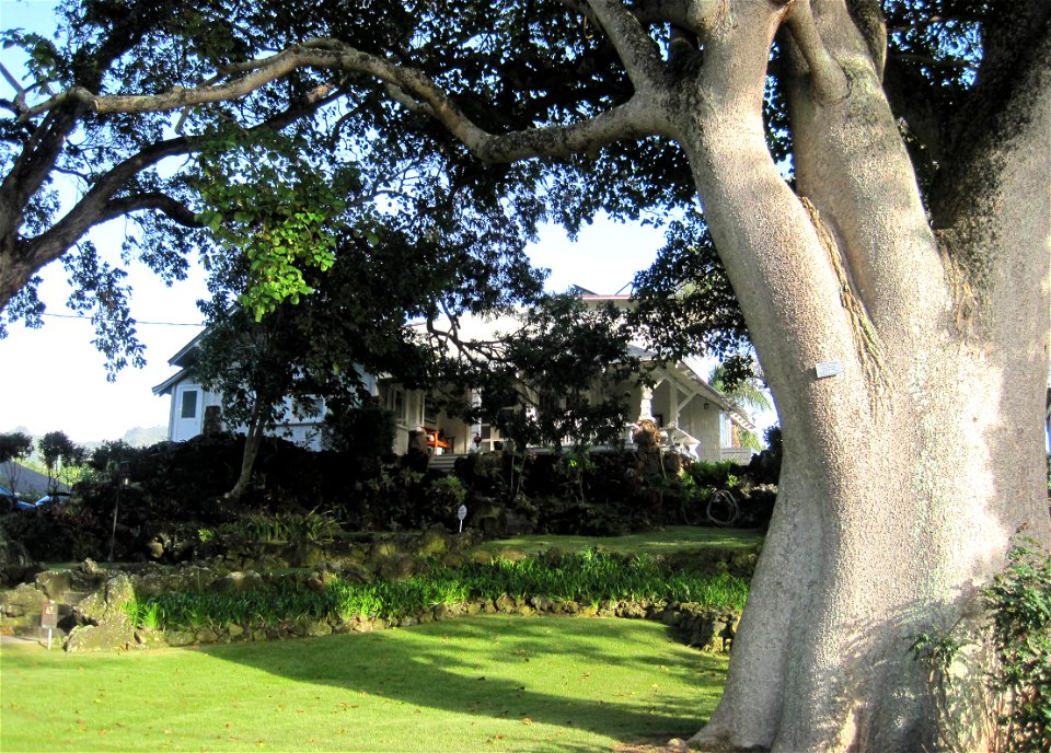 Grace Cooke House and sandbox tree trunk, 2365 Oahu Ave., Honolulu, Hawaii, on National Register of Historic Places