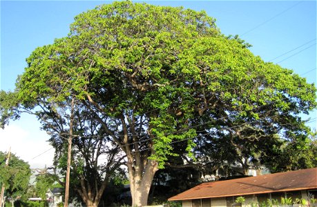 Sandbox tree, Grace Cooke House, 2365 Oahu Ave., Honolulu, Hawaii, on National Register of Historic Places