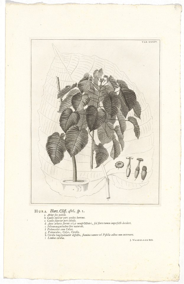 IdentificatieTitel(s): Hura crepitansHura. Hort. Cliff. 486. sp. 1 (titel op object)Objecttype: prent boekillustratie Objectnummer: RP-P-OB-61.471Catalogusreferentie: Wurzbach 7Omschrijving: Rechtsbov