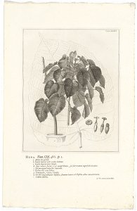 IdentificatieTitel(s): Hura crepitansHura. Hort. Cliff. 486. sp. 1 (titel op object)Objecttype: prent boekillustratie Objectnummer: RP-P-OB-61.471Catalogusreferentie: Wurzbach 7Omschrijving: Rechtsbov