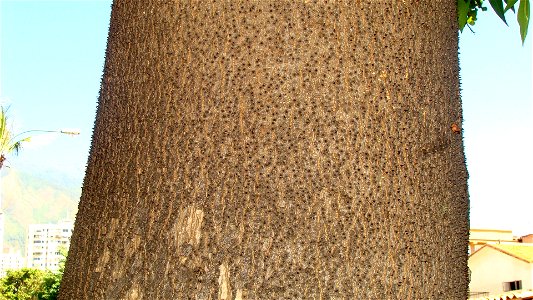 Tree trunk from a jabillo (Hura crepitans) in Caracas, Venezuela