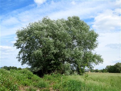 Silberpappel (Populus alba) im Naturschutzgebiet Bachwiesen/Leopoldswiesen im Hockenheimer Rheinbogen