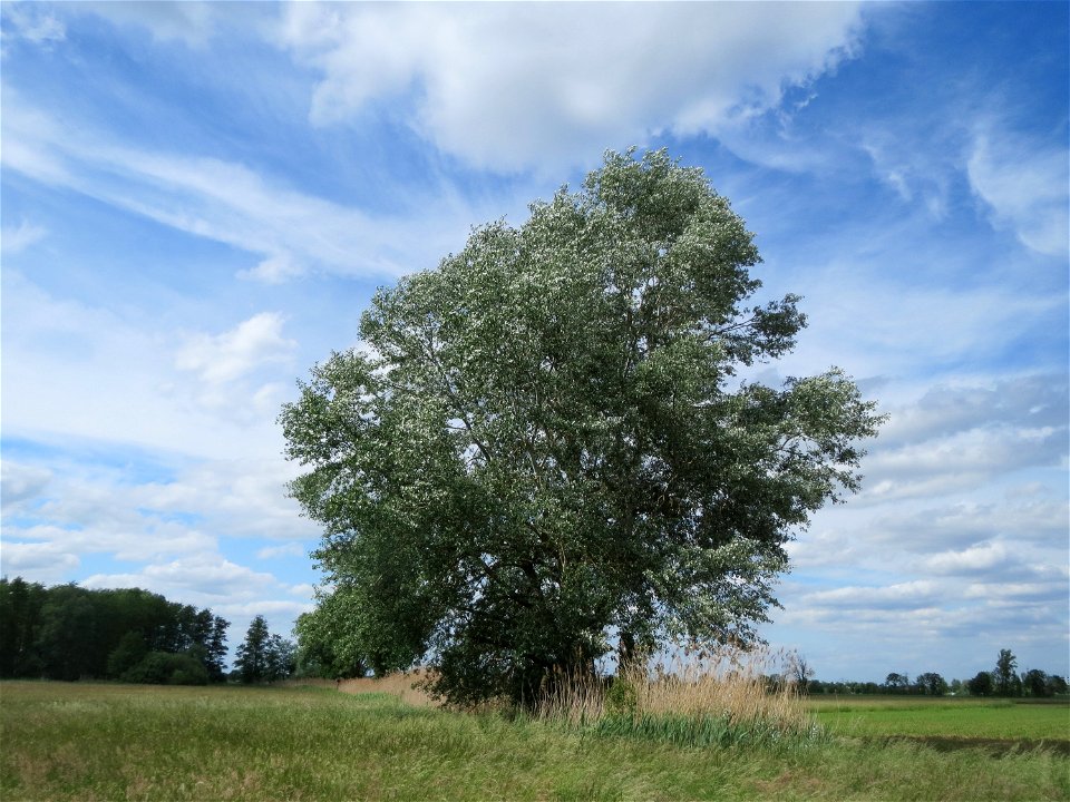 Silberpappel (Populus alba) im Naturschutzgebiet Bachwiesen/Leopoldswiesen im Hockenheimer Rheinbogen