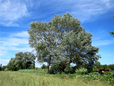 Silberpappel (Populus alba) im Landschaftsschutzgebiet Hockenheimer Rheinbogen