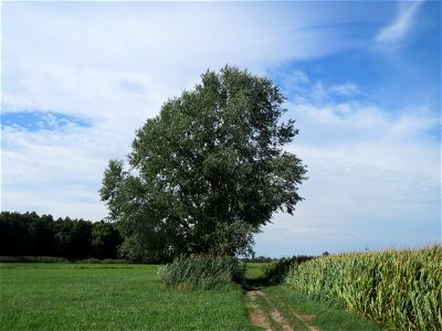 Silberpappel (Populus alba) im Naturschutzgebiet Bachwiesen/Leopoldswiesen im Hockenheimer Rheinbogen