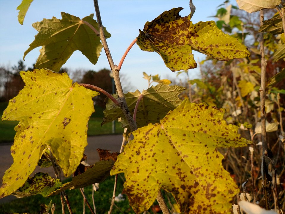 Sprößlinge der gefällten Silberpappel (Populus alba) im Landesgartenschaupark Hockenheim