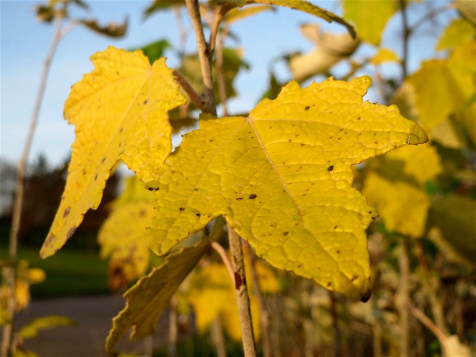 Sprößlinge der gefällten Silberpappel (Populus alba) im Landesgartenschaupark Hockenheim