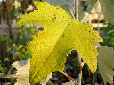 Sprößlinge der gefällten Silberpappel (Populus alba) im Landesgartenschaupark Hockenheim photo