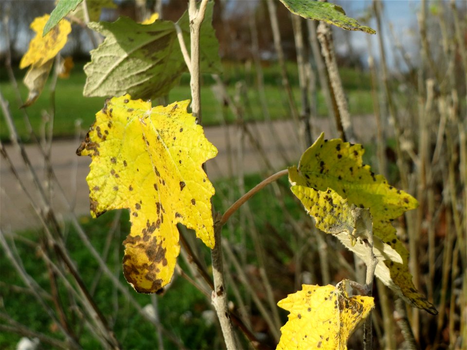 Sprößlinge der gefällten Silberpappel (Populus alba) im Landesgartenschaupark Hockenheim