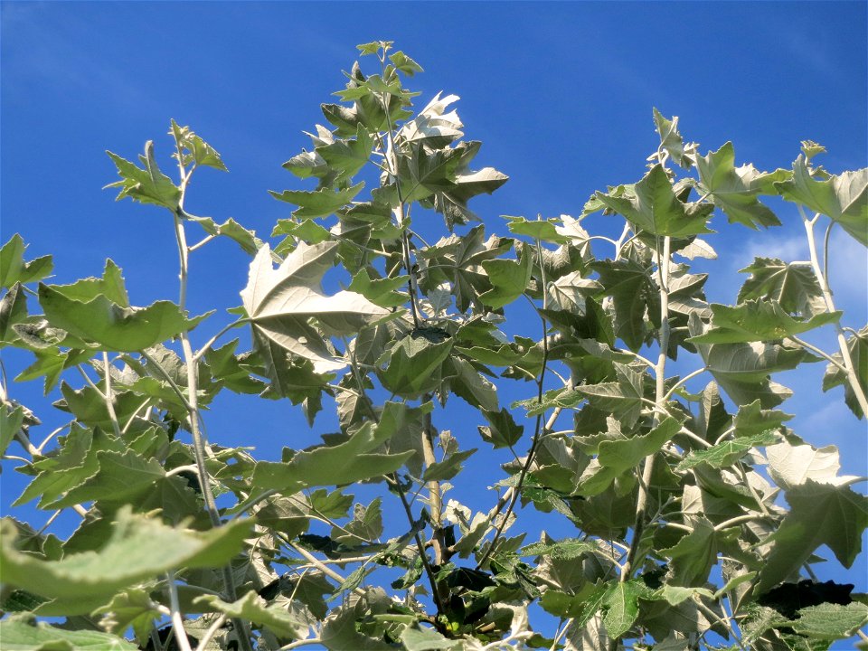 Blätter einer jungen Silberpappel (Populus alba) in Hockenheim