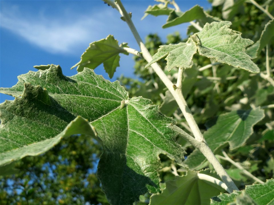 Blätter einer jungen Silberpappel (Populus alba) in Hockenheim