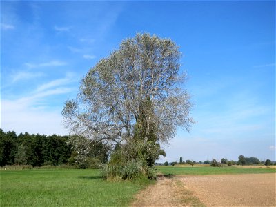 Silberpappel (Populus alba) im Naturschutzgebiet Bachwiesen/Leopoldswiesen im Hockenheimer Rheinbogen