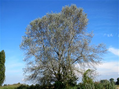 Silberpappel (Populus alba) im Naturschutzgebiet Bachwiesen/Leopoldswiesen im Hockenheimer Rheinbogen
