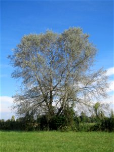 Silberpappel (Populus alba) im Naturschutzgebiet Bachwiesen/Leopoldswiesen im Hockenheimer Rheinbogen