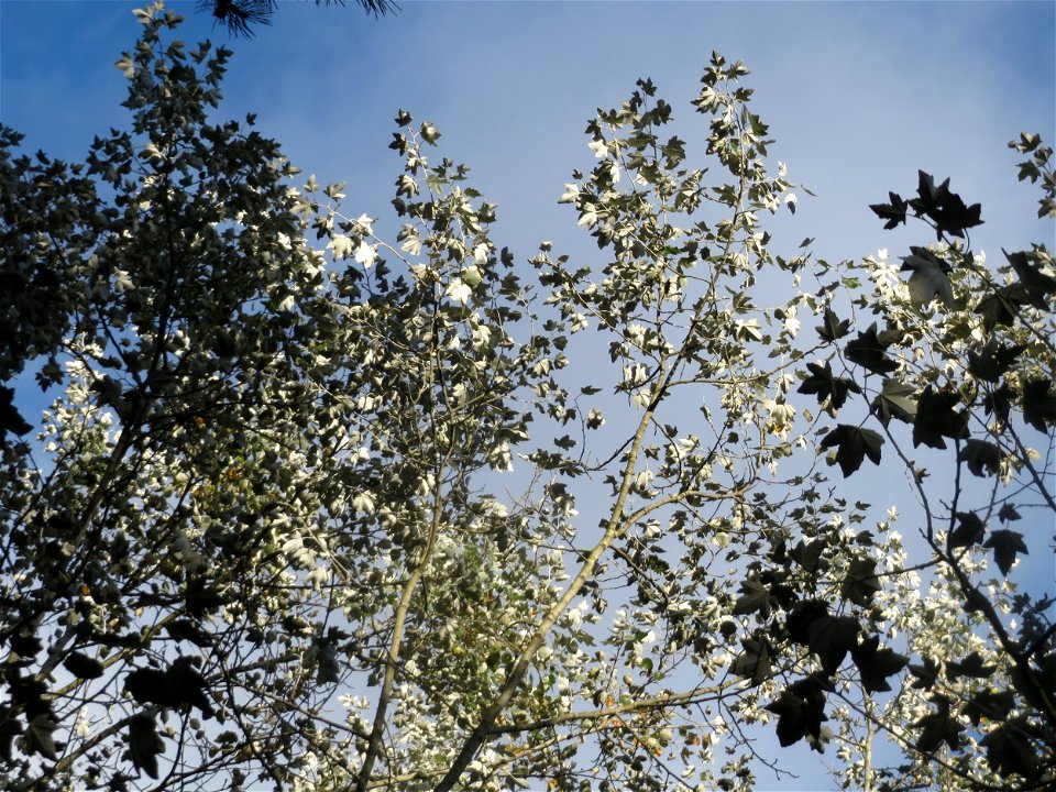 Silberpappel (Populus alba) im Schwetzinger Hardt